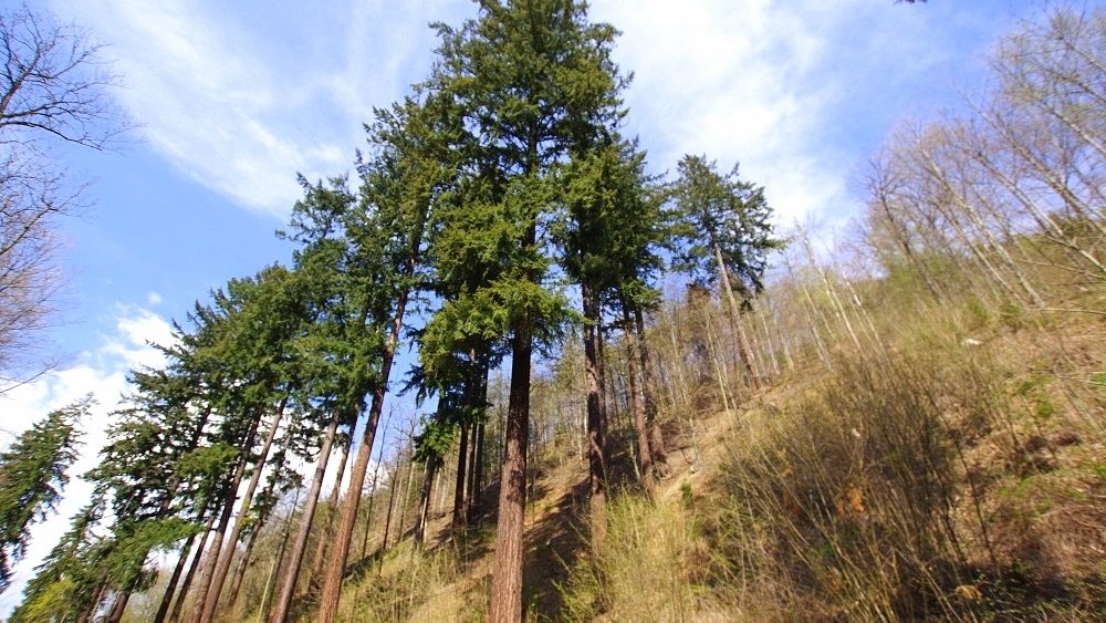 Daglezja Helena – Najwyższe Drzewo w Polsce